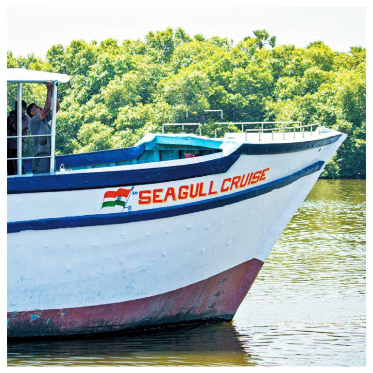 seagull cruise